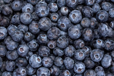Téléchargez les photos : Photographie macro-alimentaire de bleuets, baies, fruits ; frais - en image libre de droit