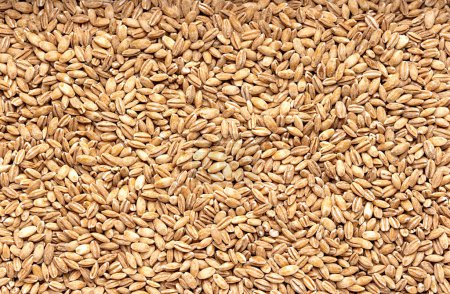 Photo for Macro blank photography of raw barley, pearl,  cereal, grain, groat, health, vegetarian; natural, porridge - Royalty Free Image