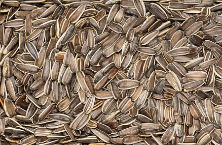 Photo for Macro blank photography of roasted sunflower seeds, salted, whole, snack, salty, many, striped, kernel, black - Royalty Free Image