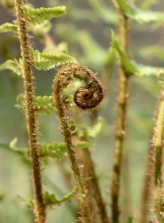 Photography of young fern sprout, leaves, natural, background, plant, botany, green, fiddlehead fern, season, rainforest, detail, young, spiral