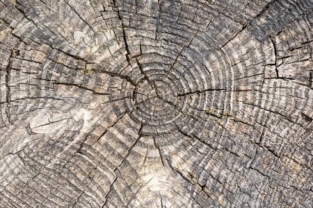 Macro photography of stump, old tree, nature, texture, wooden, plant, age, core, ring, section, wood, pattern, aging, background, striped, larch, ring pattern, cracked