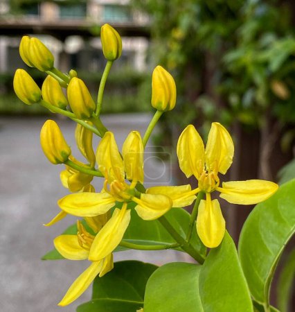 Téléchargez les photos : Fleurs jaunes au parc local - en image libre de droit