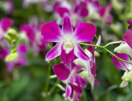 Téléchargez les photos : Dendrobium Sonia au Jardin National des Orchidées - en image libre de droit