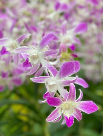 Photo for Dendrobium Sonia at the National Orchid Garden - Royalty Free Image