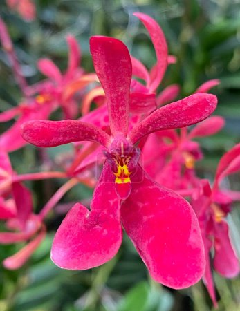 Téléchargez les photos : Renanthera rouge au jardin national d'orchidée - en image libre de droit