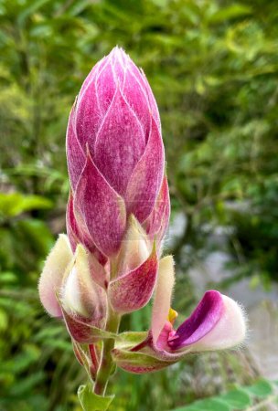 Téléchargez les photos : Afgekia soyeux dans les jardins nationaux d'orchidée - en image libre de droit