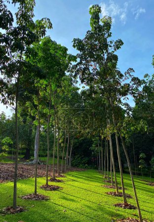 Téléchargez les photos : Ombre et lumières jouent au Jardin botanique de Singapour - en image libre de droit