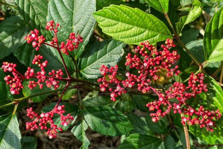 Téléchargez les photos : Arbuste rouge (Leea rubra) - en image libre de droit