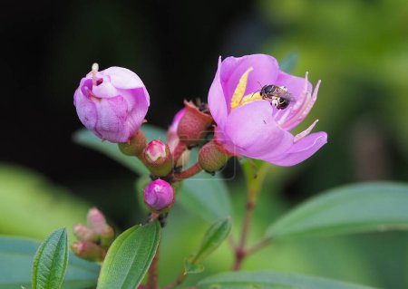 Téléchargez les photos : Rhododendron de Singapour au Jardin botanique de Singapour - en image libre de droit