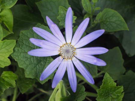 Photo for Beautiful blue flowers of Senetti Lavender - Royalty Free Image