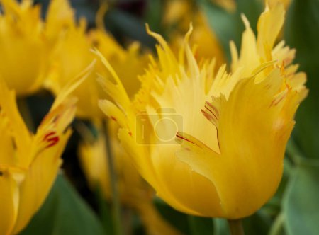 Téléchargez les photos : Tulipa Lion d'or au dôme de fleurs - en image libre de droit
