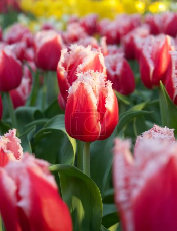 Téléchargez les photos : Tulipe Queensland, Tulipe à franges - en image libre de droit