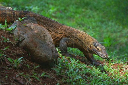 Téléchargez les photos : L'iguane se repose dans la jungle - en image libre de droit