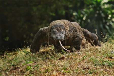 Téléchargez les photos : Grand iguane brun dans le zoo - en image libre de droit