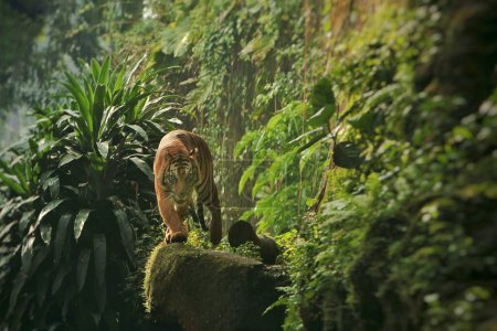 un tigre de Sumatra veille sur un rocher