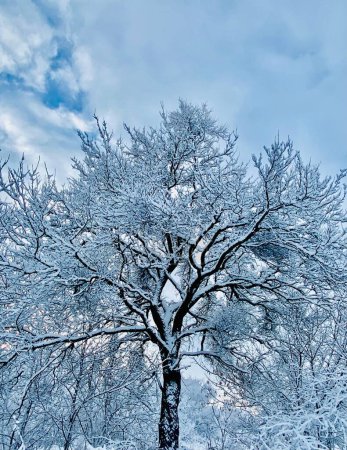 Téléchargez les photos : L'arbre d'hiver. Paysage hivernal. - en image libre de droit