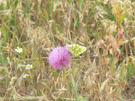 Téléchargez les photos : Une fleur de champ dans la steppe avec un papillon - en image libre de droit