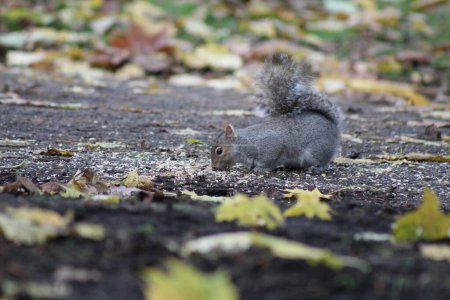 Photo for Grey Squirrels eating nuts in Parks - Royalty Free Image