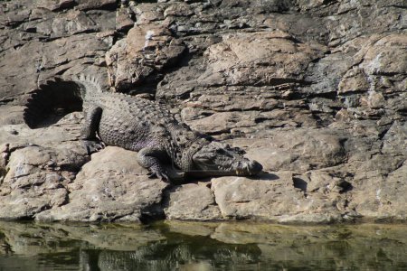 Photo for Marsh Crocodile in Ranthambore National Park, India - Royalty Free Image
