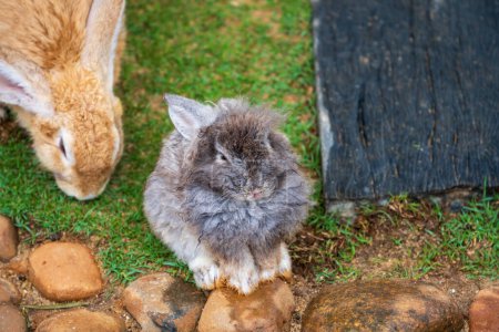 Téléchargez les photos : Mignon petit lapin sur herbe verte avec bokeh naturel comme fond au printemps. Gros plan jeune lapin adorable jouer dans le jardin. - en image libre de droit
