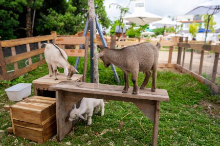 Téléchargez les photos : Deux petites chèvres drôles jouant dans le champ avec des fleurs. Animaux de ferme. - en image libre de droit