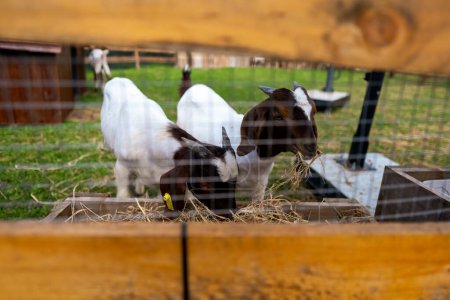 Téléchargez les photos : Chèvre dans une ferme de chèvres. Les chèvres cultivées pour le lait mangent du foin dans une ferme. production laitière - en image libre de droit