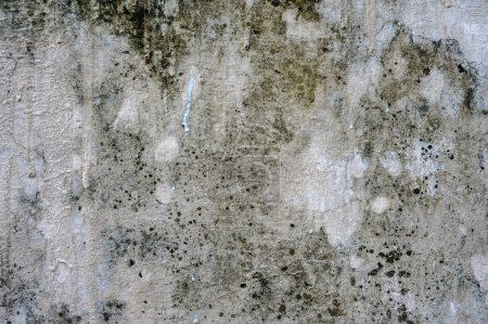 Téléchargez les photos : Fermer vieux sale mur texturé de mousse grunge - en image libre de droit