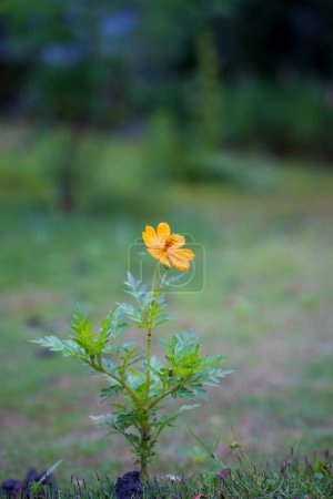 Téléchargez les photos : Une fleur jaune seule dans des tons sombres représentant la tristesse. Cette fleur pousse dans des régions proches de la mer. - en image libre de droit