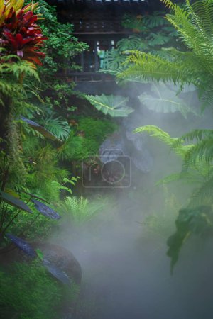 Téléchargez les photos : Image floue avec effet brouillard des feuilles de palmier - en image libre de droit