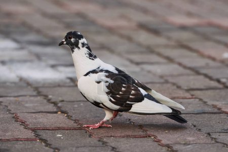 Téléchargez les photos : Vue latérale du pigeon perché au sol dans la ville sur fond flou pendant la journée - en image libre de droit