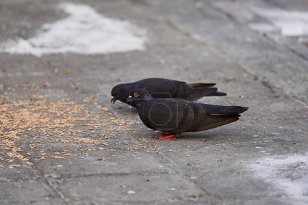 Téléchargez les photos : Vue latérale du pigeon perché au sol dans la ville sur fond flou pendant la journée - en image libre de droit