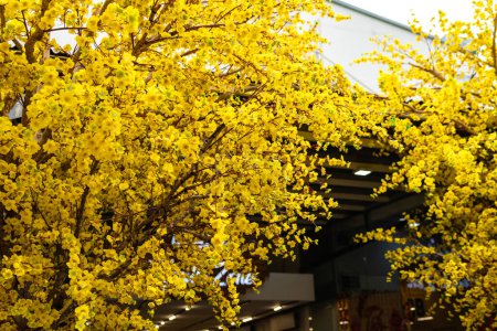 Apricot tree blooming with yellow flowering branches curving create unique beauty. This is a special wrong tree symbolizes luck, prosperity in spring Vietnam Lunar New Year