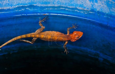 Foto de Una impresionante foto de reptiles nadando y cazando bajo el agua. - Imagen libre de derechos