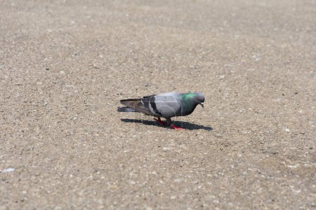 Photo for Bathed in warm sunlight, a pigeon gracefully walks across the smooth sand in a peaceful park - Royalty Free Image