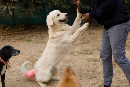 A playful Golden Retriever with a wagging tail enthusiastically chases a ball thrown across a sunny park
