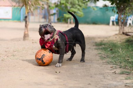This images is about A joyful pit bull chases after a bright soccer ball