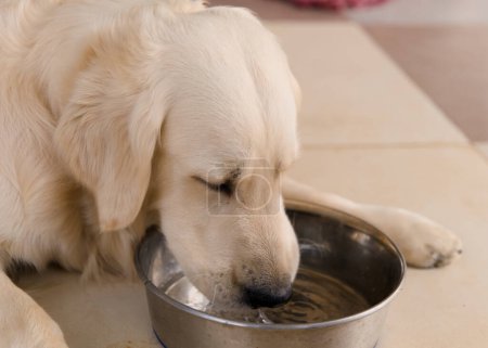 A close-up photo of a thirsty golden retriever puppy lapping up water from a stainless steel bowl