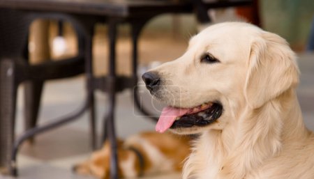 Téléchargez les photos : Un adorable chien Golden Retriever repose confortablement dans un endroit ombragé sous une table - en image libre de droit