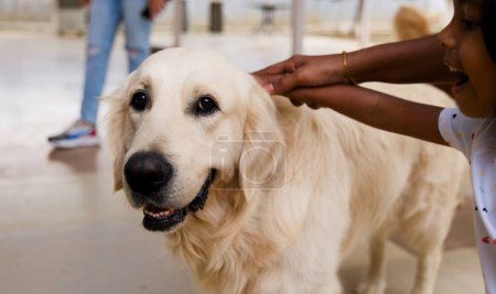 A close-up photo of a golden retriever dog with a friendly expression