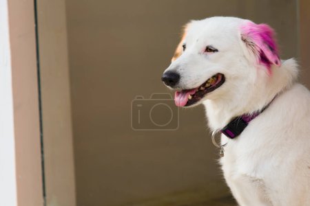 Téléchargez les photos : Une photo en gros plan d'un chien blanc aux cheveux rose bubblegum moelleux, penchant la tête curieusement vers l'appareil photo - en image libre de droit