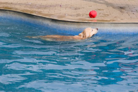 une joyeuse Golden Retriever nageant dans une piscine bleu vif