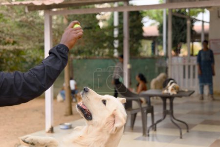 A close-up photo of a man's hand offering a ball to an eager golden retriever dog