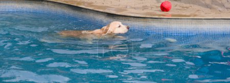 A wet and happy Golden Retriever dog paddles playfully in a bright blue swimming pool.