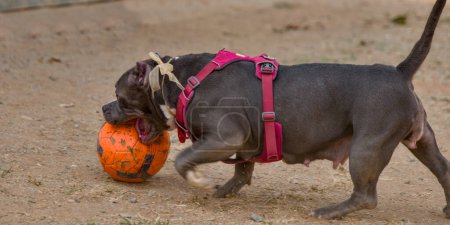 A joyful pit bull playfully chases and nudges a bright soccer ball across