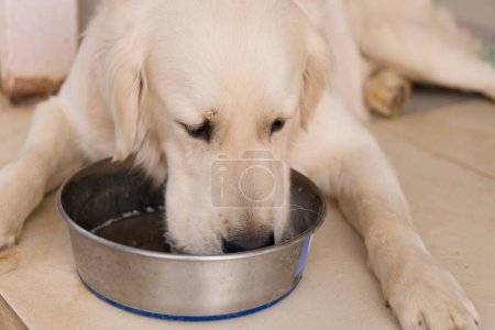 A heartwarming close-up of a fluffy golden retriever puppy lapping up water from a stainless steel bowl