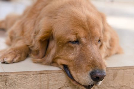 Téléchargez les photos : Mignon chien doré récupérateur couché sur le sol - en image libre de droit