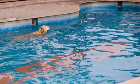 A wet and happy Golden Retriever dog paddles playfully in a bright blue swimming pool on a sunny summer day.