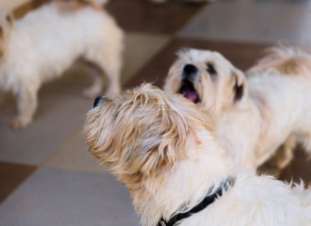 This image is about Cute white and brown dogs are playing in the room Selective focus