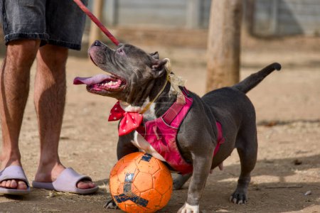 A joyful pit bull chases after a brightly colored soccer ball