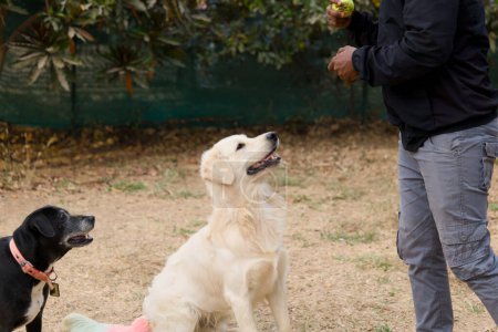 A close-up photo of a man's hand offering a ball to a happy, golden retriever dog in anticipation